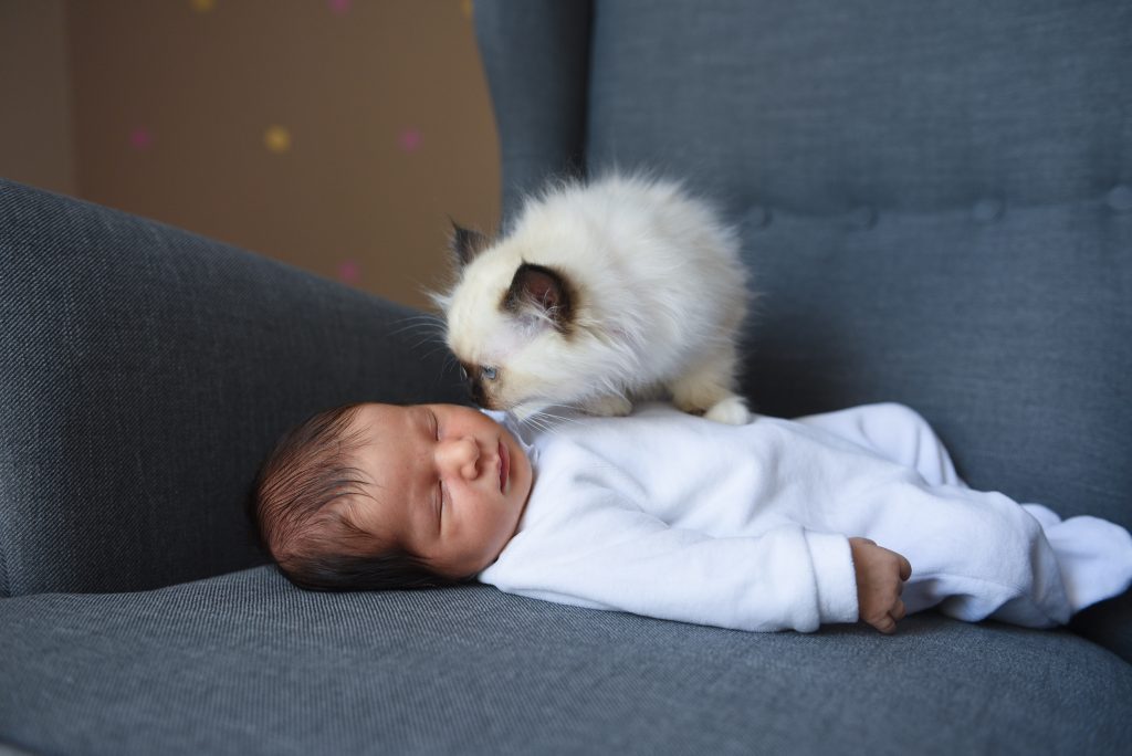 bébé chat et bébé à lyon