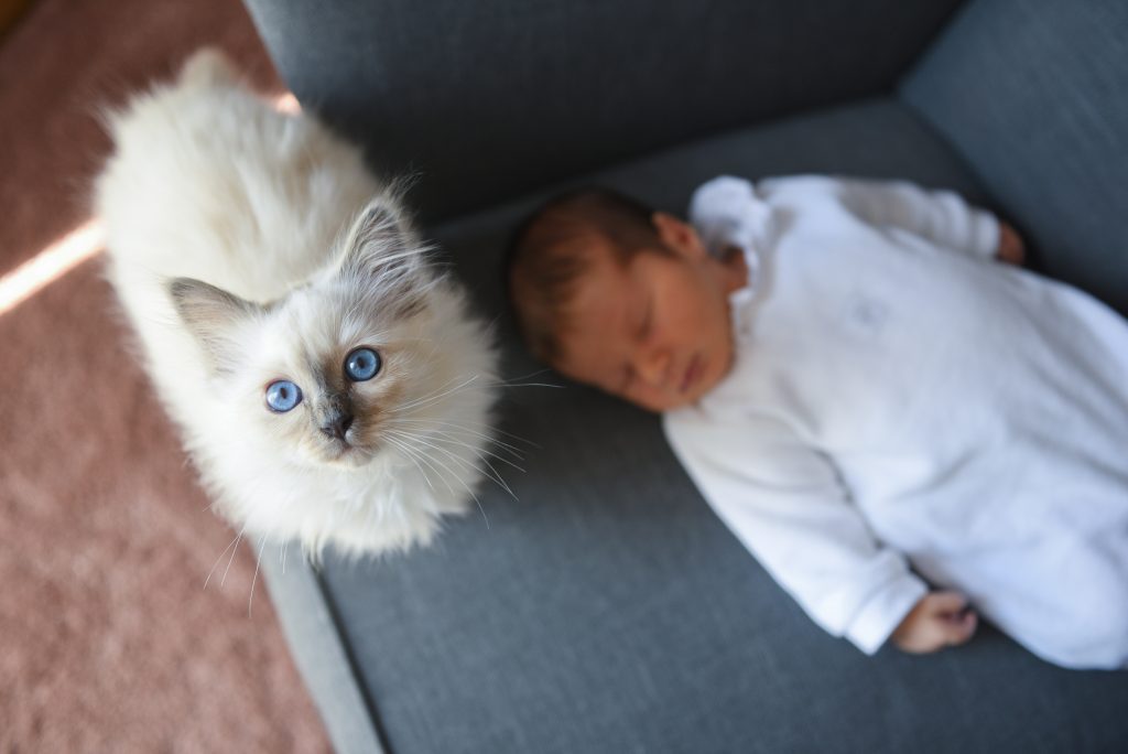 photo nouveau né et bébé chat 