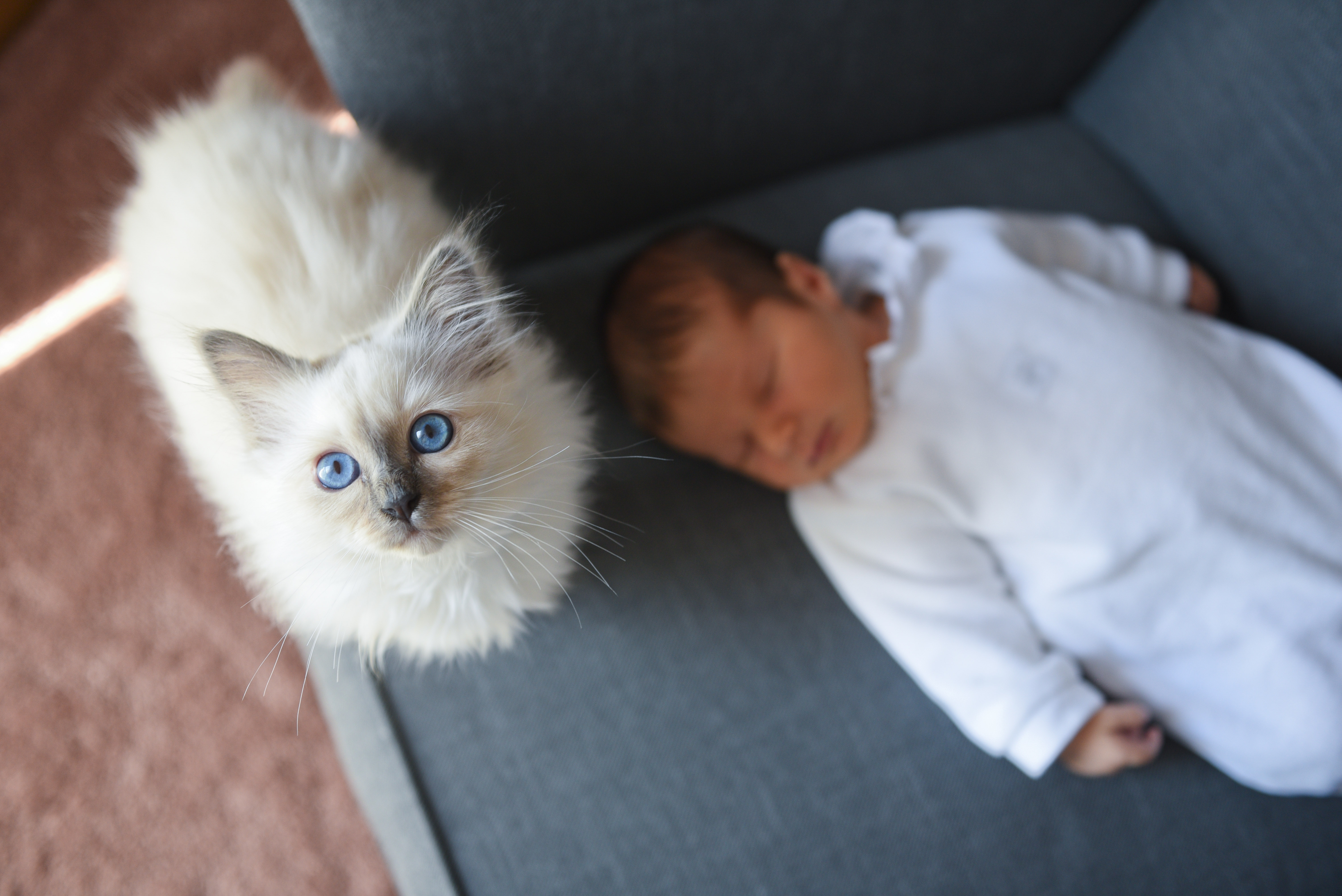photo nouveau né et bébé chat